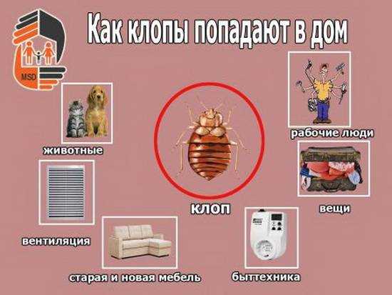 Как самостоятельно избавиться от клопов в диване - самые эффективные методы