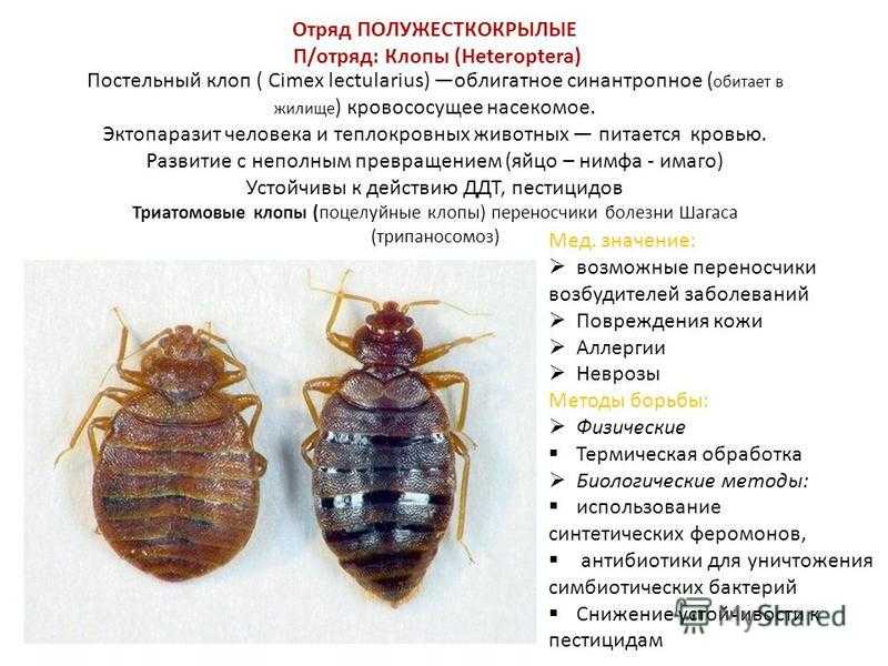 Диванные клопы: 3 способа вывести из дивана и избавиться от них в мебели