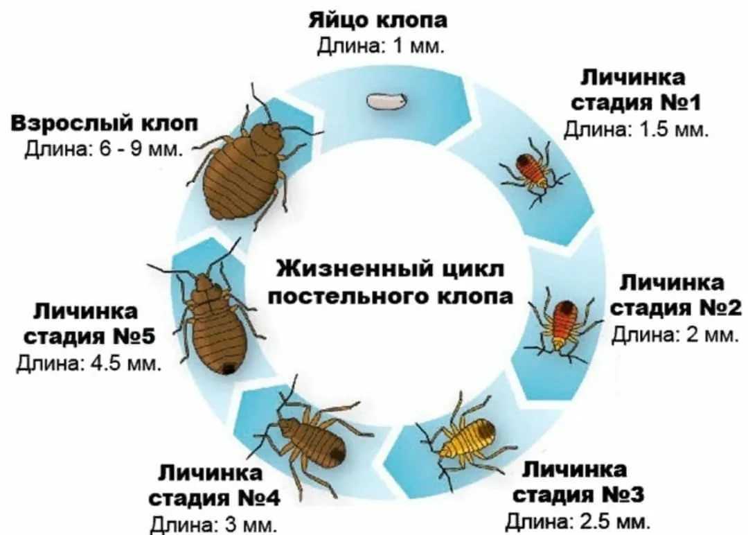Как я боролся с постельными клопами и победил (но не без жертв)
