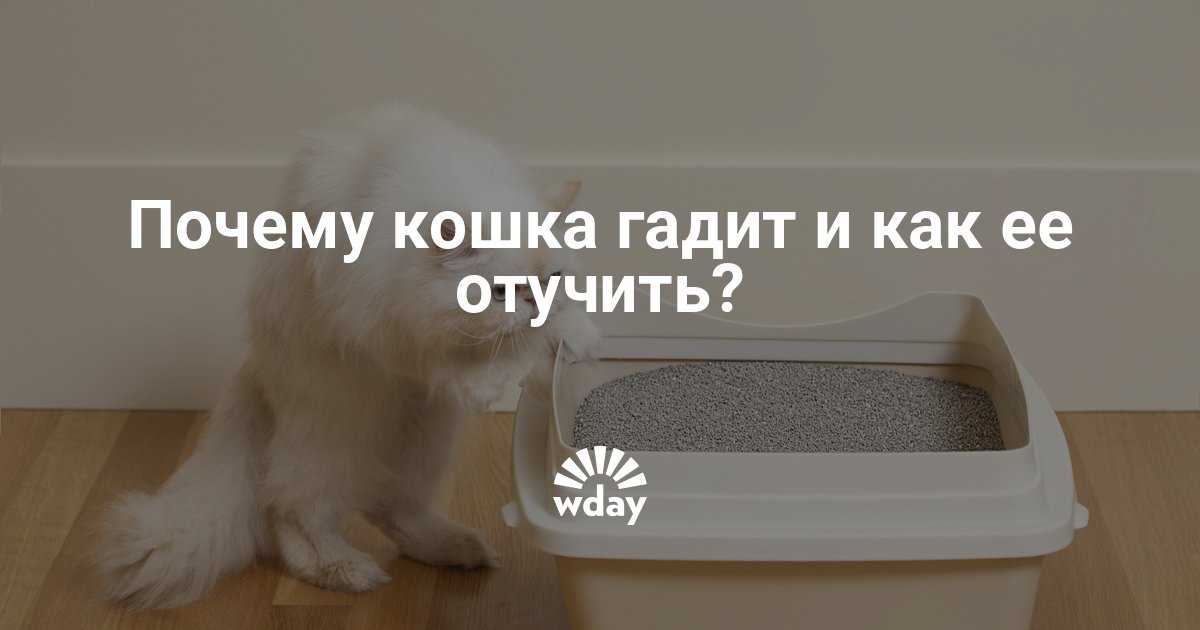 Почему кошка гадит на постель - поведенческие и физиологические факторы, методы отучить животное