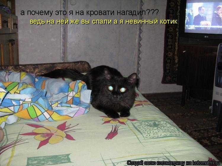Как отучить котенка писать на кровать и почему кошки мочатся на постель
